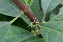 Cleidion castaneifolium