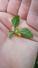 Malvastrum corchorifolium