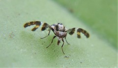 Dyscrasis hendeli