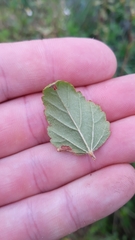 Malvastrum corchorifolium