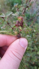 Malvastrum corchorifolium