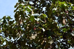 Chiranthodendron pentadactylon