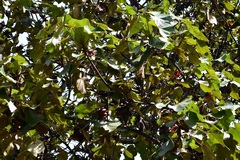 Chiranthodendron pentadactylon