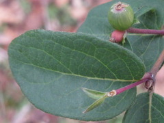 Lonicera