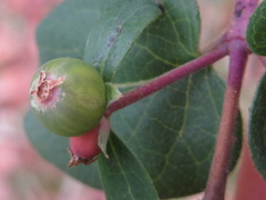 Lonicera