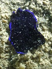 Pseudoceros caeruleocinctus