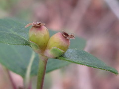 Lonicera