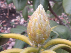 Rhododendron
