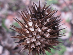 Echinacea