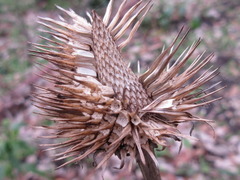 Echinacea
