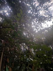 Cinnamomum osmophloeum