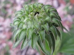 Echinacea
