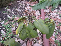 Rhododendron