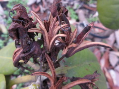 Rhododendron