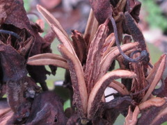Rhododendron
