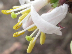 Lonicera harae