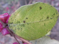 Symphoricarpos