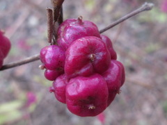 Symphoricarpos