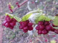 Symphoricarpos