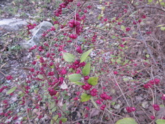 Symphoricarpos