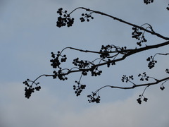 Phellodendron amurense