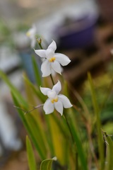 Cuitlauzina pulchella