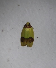 Heterallactis euchrysa