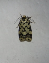 Goniosema anguliscripta
