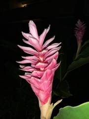 Alpinia purpurata