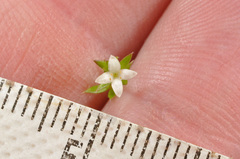 Galium perpusillum