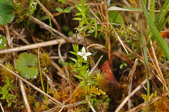 Galium perpusillum
