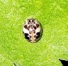 Psyllobora bicongregata