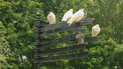 Columba livia domestica