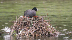 Fulica atra