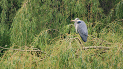 Ardea cinerea
