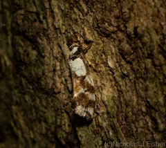 Coesyra hemiphragma