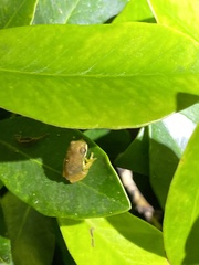 Ranoidea pearsoniana