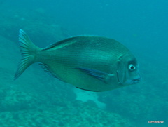 Polyamblyodon germanus