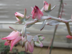 Echeveria