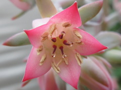 Echeveria