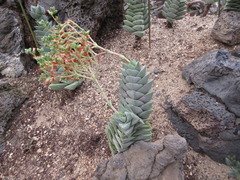 Crassula