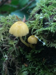 Chromosera