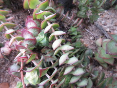 Crassula