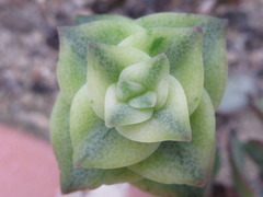 Crassula