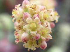 Crassula