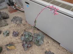 Echeveria