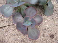 Echeveria