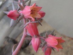 Echeveria