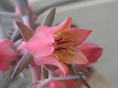 Echeveria