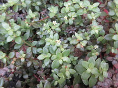 Echeveria